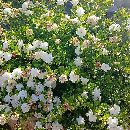 In Mit Schoenem Garten Appartement